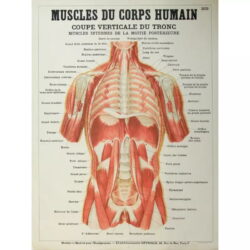 affiche anatomie ancienne vintage muscles
