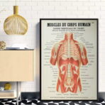 affiche anatomie ancienne vintage muscles