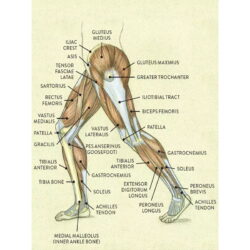 affiche anatomie jambe vintage