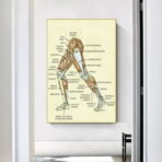 affiche anatomie jambe vintage