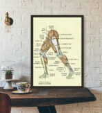affiche anatomie jambe vintage