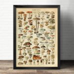 affiche ancienne champignons