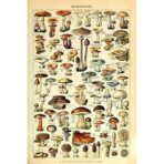 vintage mushroom poster