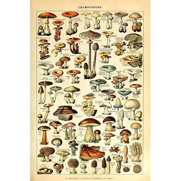 vintage mushroom poster vintage mushroom poster
