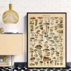 affiche champignon vintage