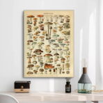 affiche champignon vintage