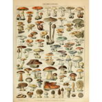 vintage mushroom poster 1