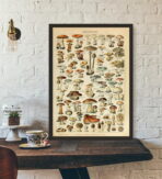 affiche champignon vintage
