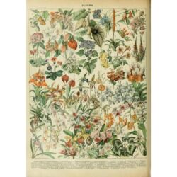 affiche fleurs sauvages