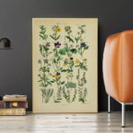 affiche herbier vintage
