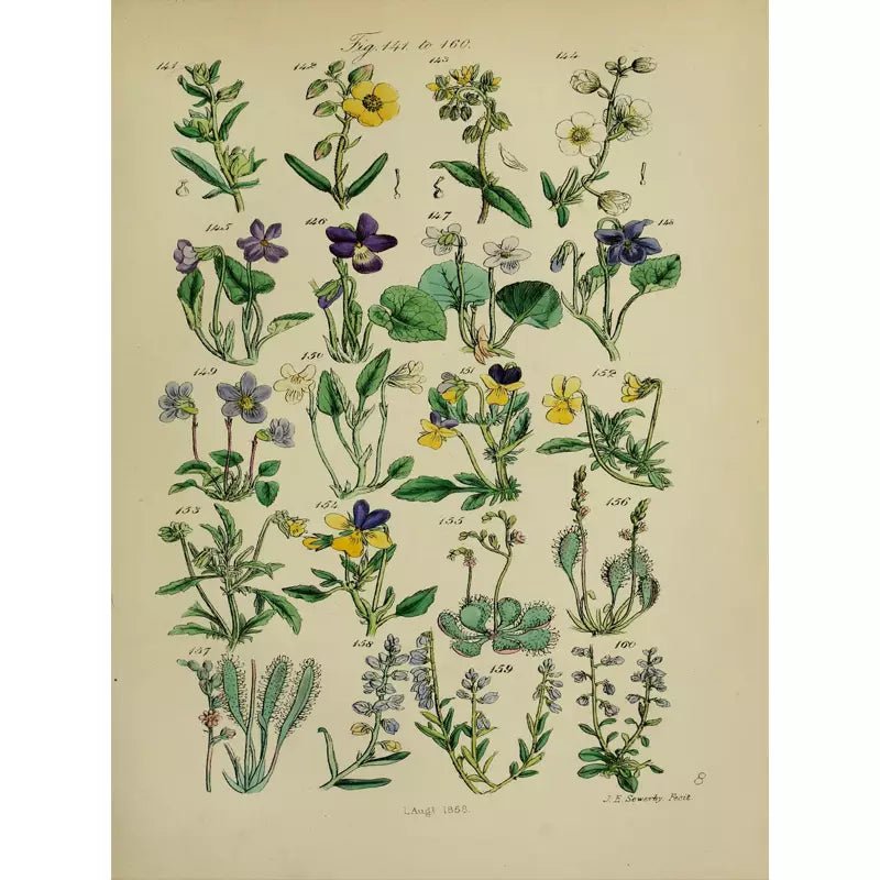 vintage herbarium poster vintage herbarium poster