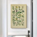 affiche herbier vintage