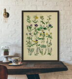 affiche herbier vintage