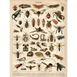 affiche insecte vintage