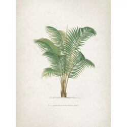 affiche palmier vintage