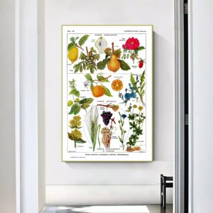 affiche plantes vintage