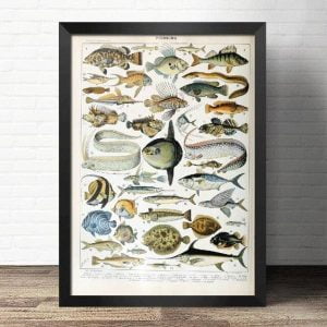 affiche poisson de mer
