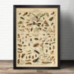 affiche scolaire insectes