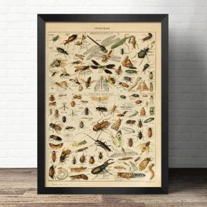 affiche scolaire insectes