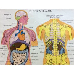 vintage poster human body