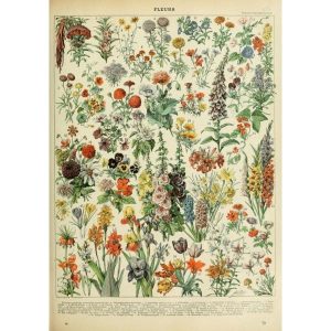 affiche vintage fleurs