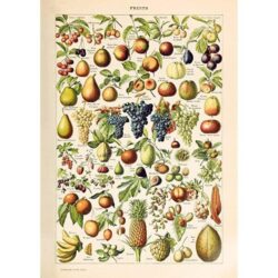 affiche vintage fruit