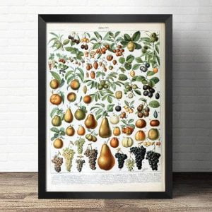 affiche vintage fruit