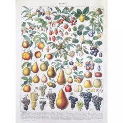 affiche vintage fruit