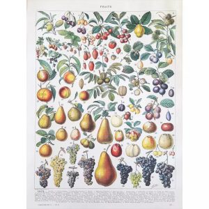 affiche vintage fruit