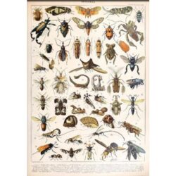 affiche vintage insectes