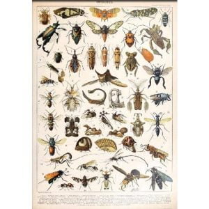 affiche vintage insectes