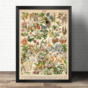 affiche vintage plante