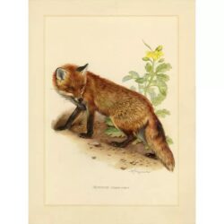 vintage fox poster