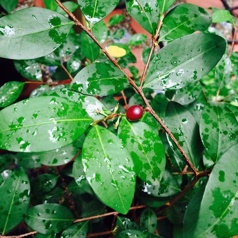 histoire de coca-cola coca plante