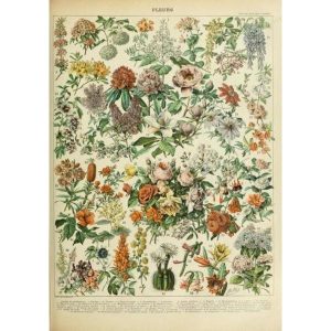 poster fleurs vintage