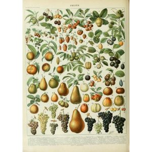 poster fruits