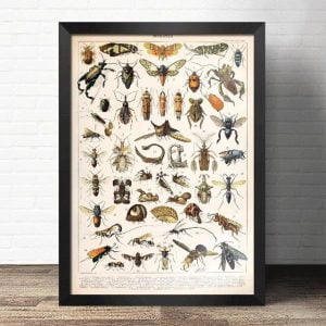 poster insecte
