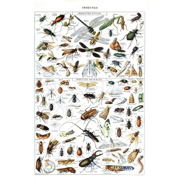 poster-insecte_97f08a33-5f9b-48b3-bd64-c799f954b422 poster insecte